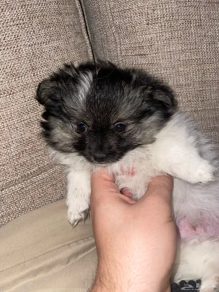 للبيع جروين بوميرينيان مميزين   ذكور   عمر شهرين فقط 0