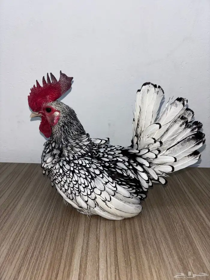 ديك سبرايت منتج 4