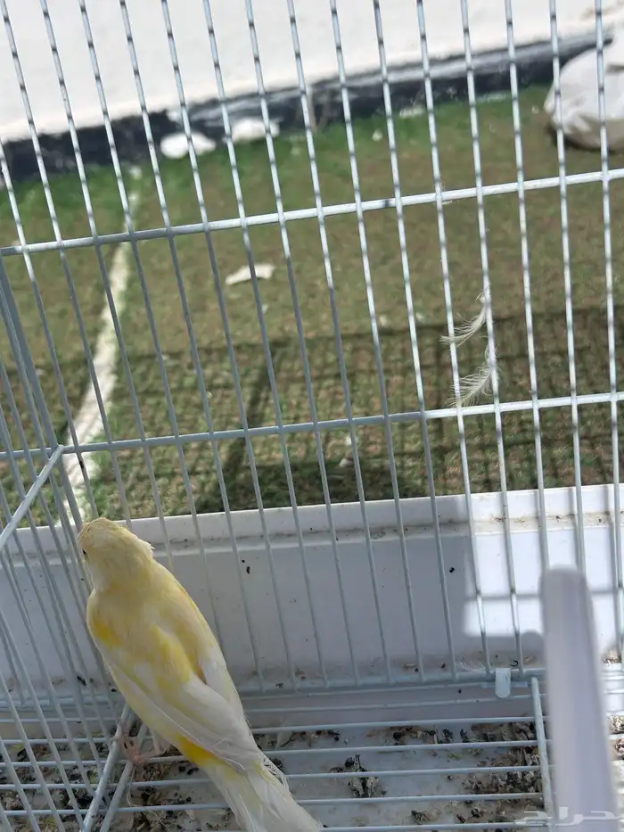 انثى كناري للبيع 1