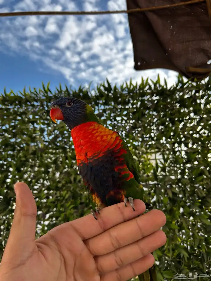 لوري ينبو اليف و متكلم و يرقص و لعوب مشاء الله 4