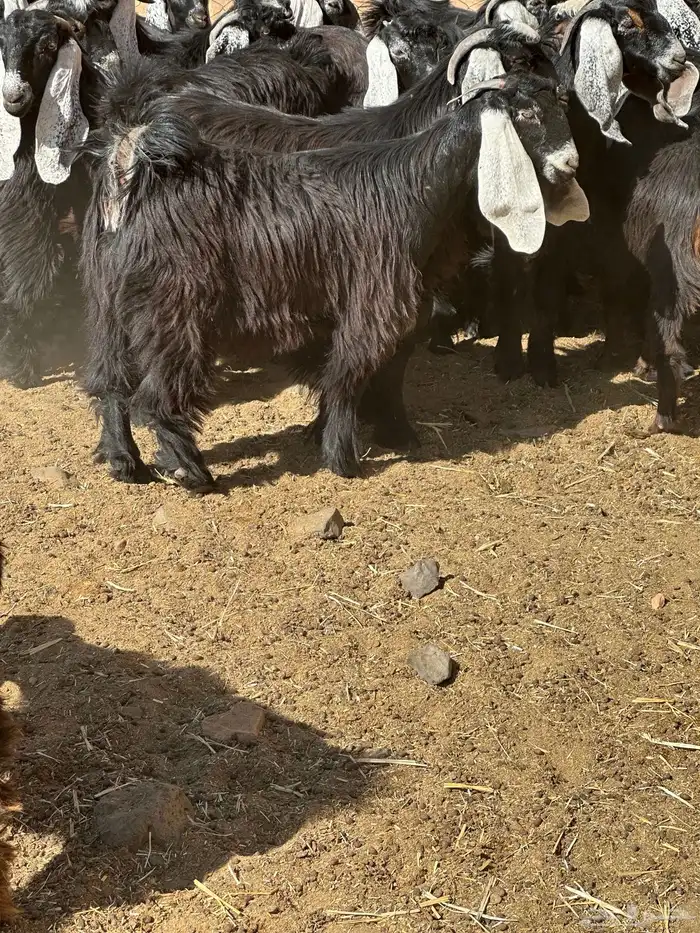 جفار وتيوس 10