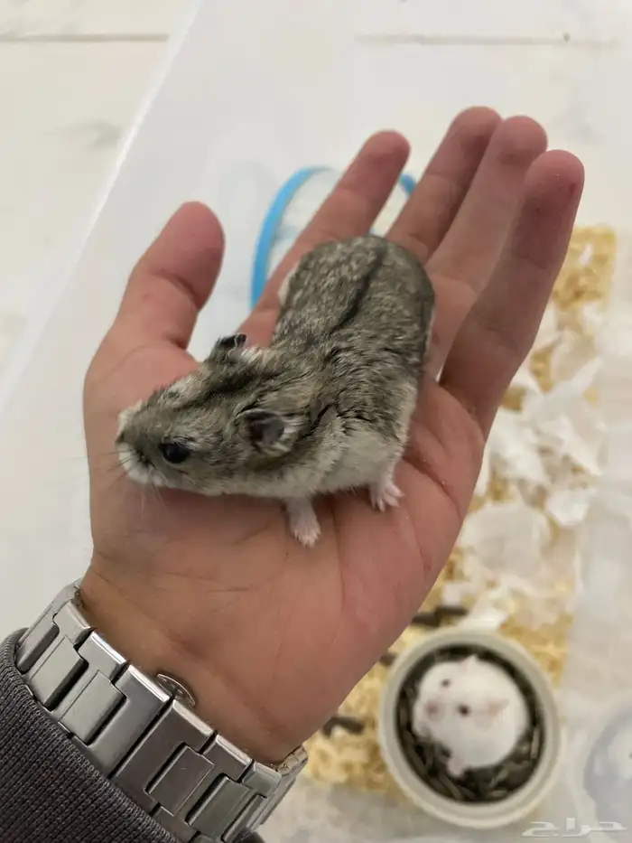 هامستر روسي ذكور اليفه 9