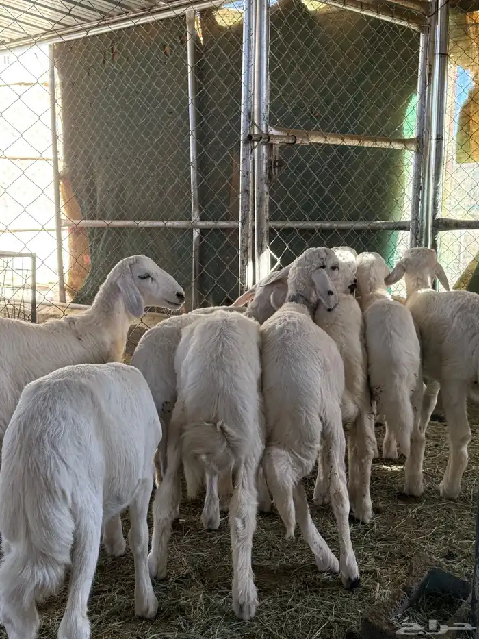 بهم مرابى فل شحم ( تم البيع ) 2