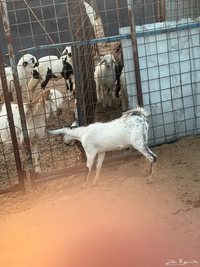 جفره بيشيه تم البيع 3