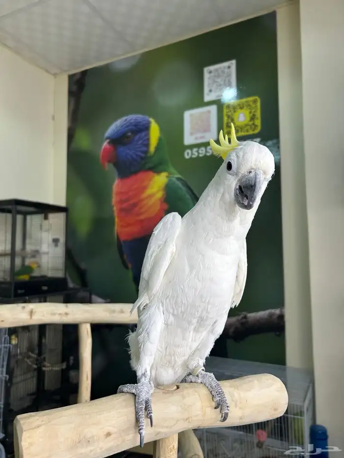 كوكاتو سلفر اليف ومتكلم تم البيع 2