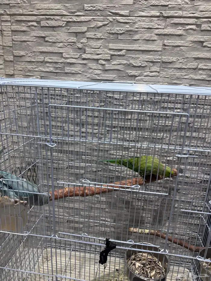 زوج درة هولندي وهندي الأنثى متكلمة 5