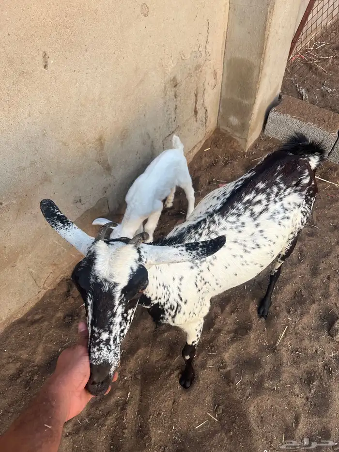 شاه منتوج بعناق 2