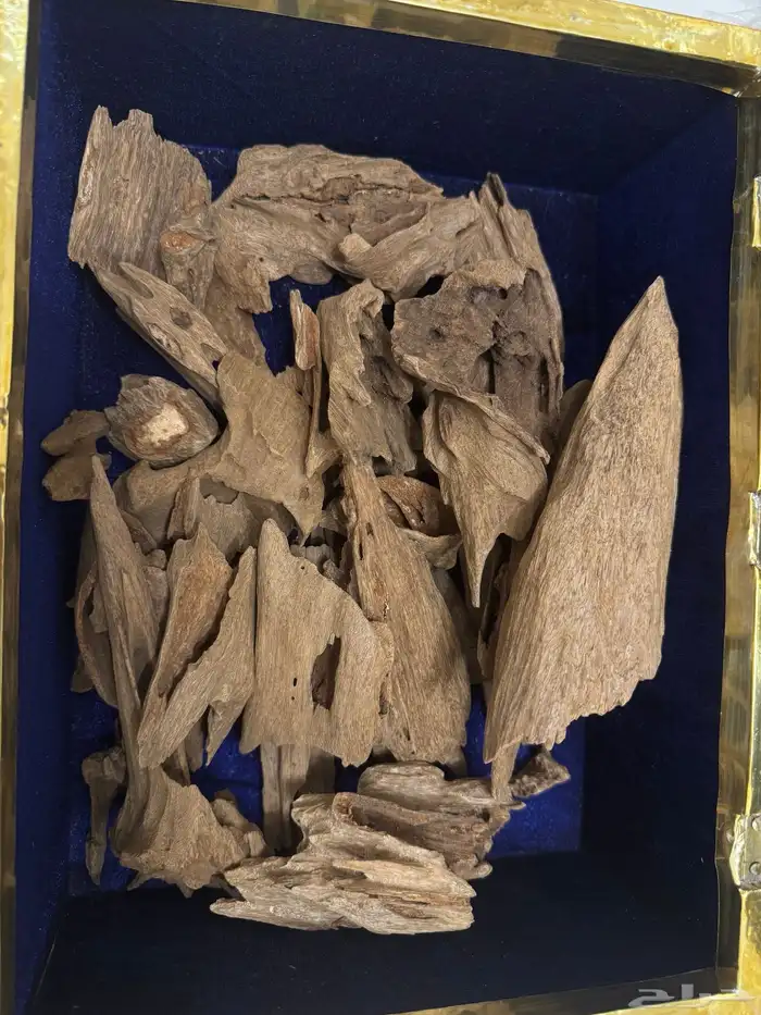 عود ارياني فاخر   دبل وتربل فوحان يلفت الأنظار 0