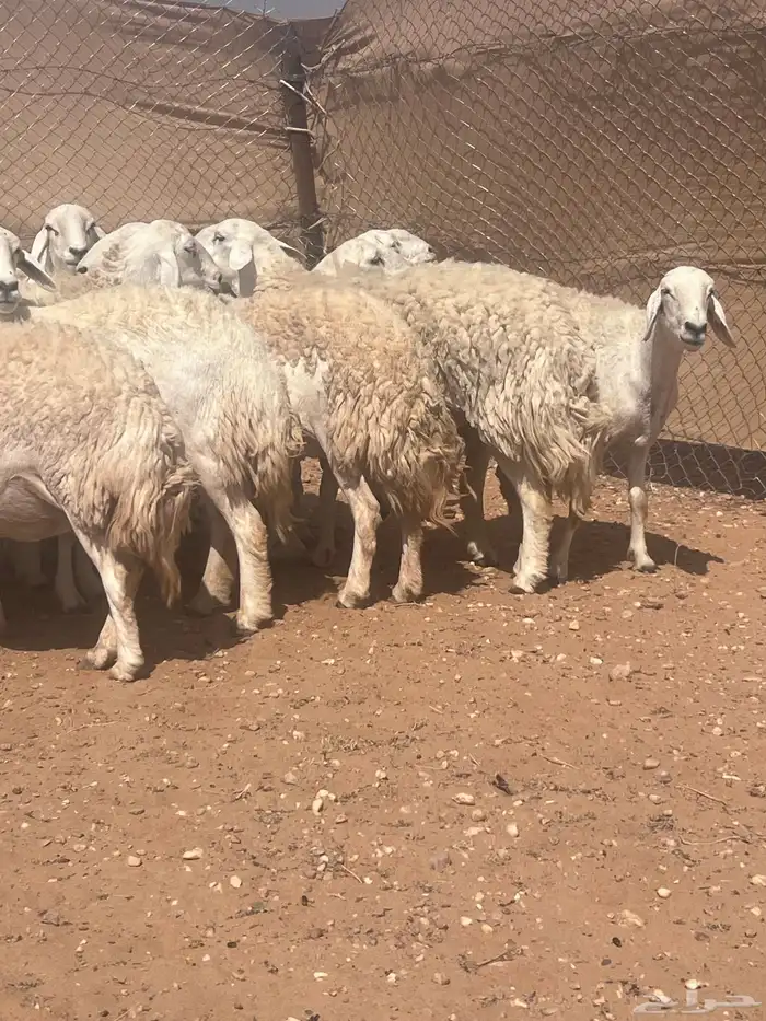 غنم حريات حرش كفو صنف فواخر دفيع ومضاريع للبيع 17