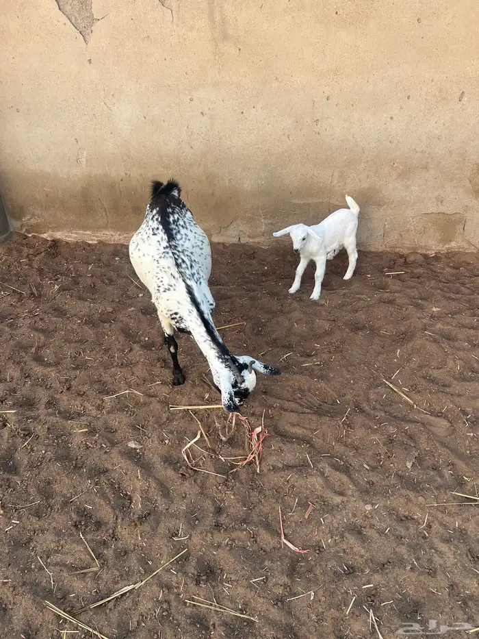 شاه منتوج بعناق 3