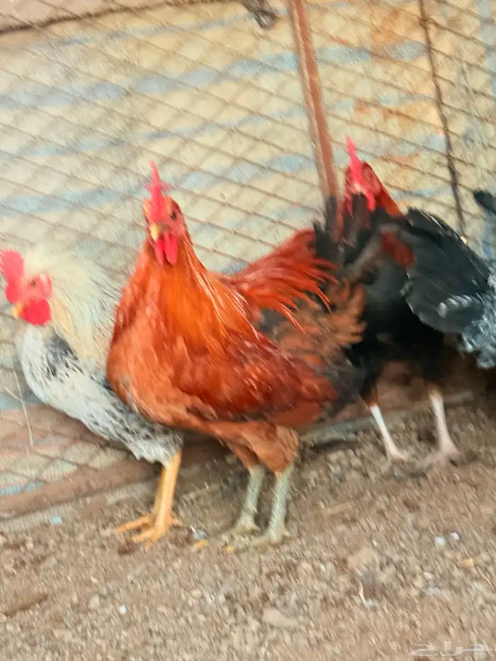 ديكه طيبه شحم 10