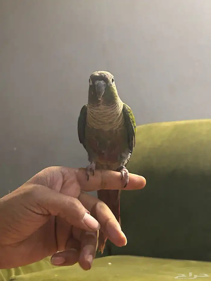 كنيور اليف 3