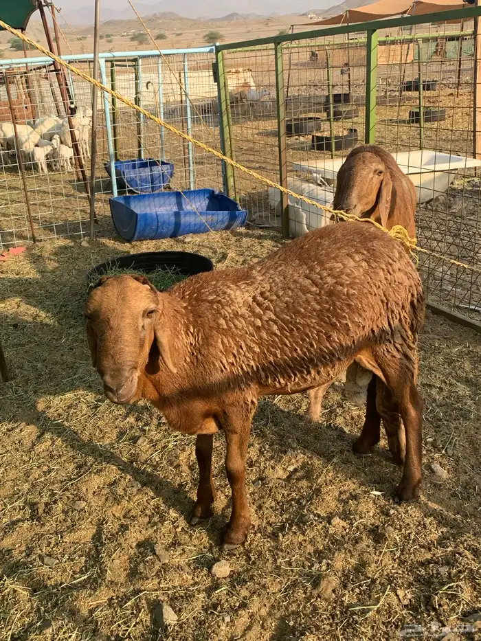 طليان سواكن ثنيان اوزان 2