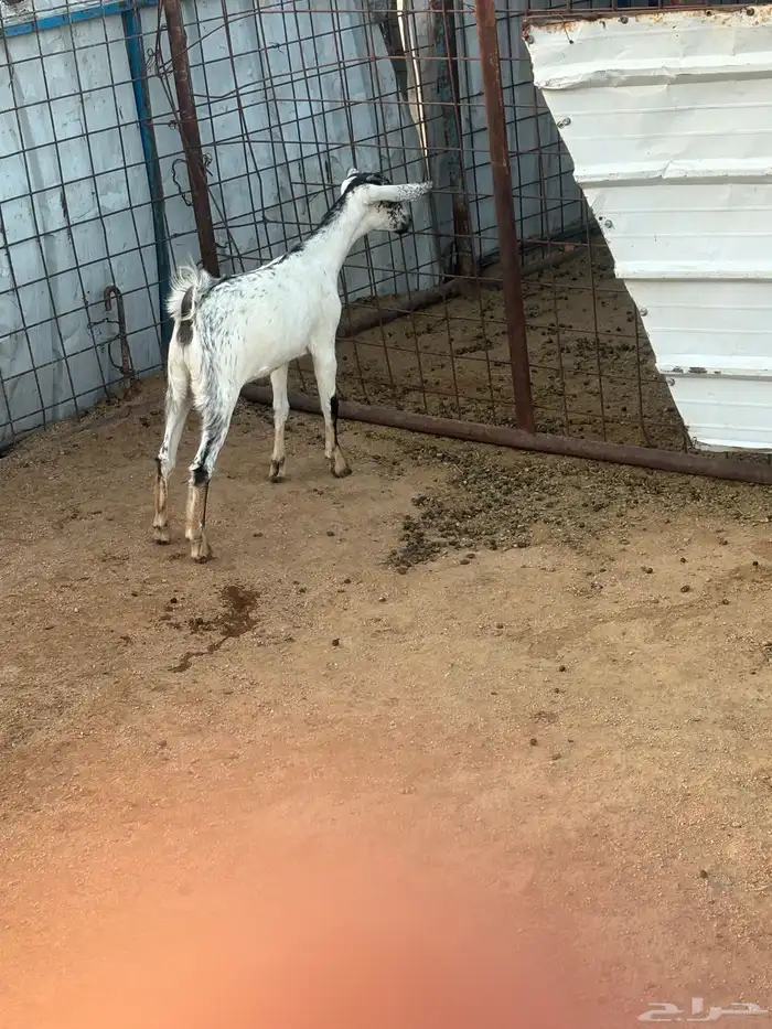 جفره بيشيه تم البيع 2