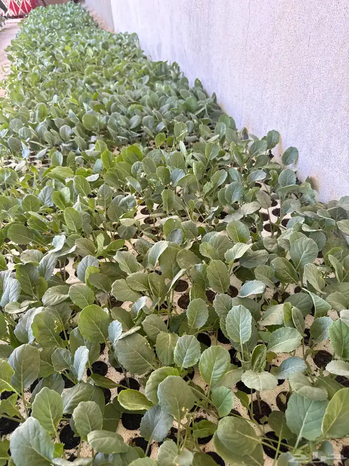 شتلات ملفوف 0