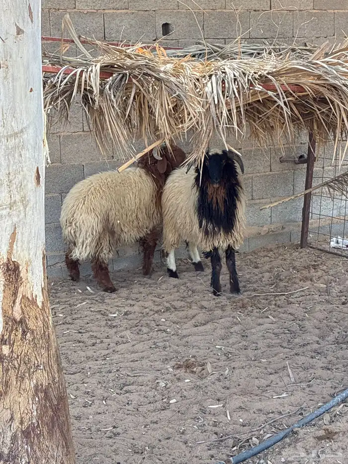 غنم خرفان ذبح فاخر 0