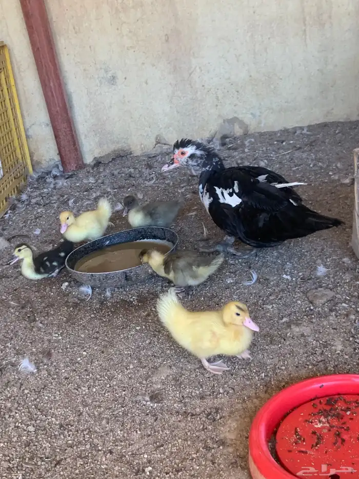 للبيع بط بح 0