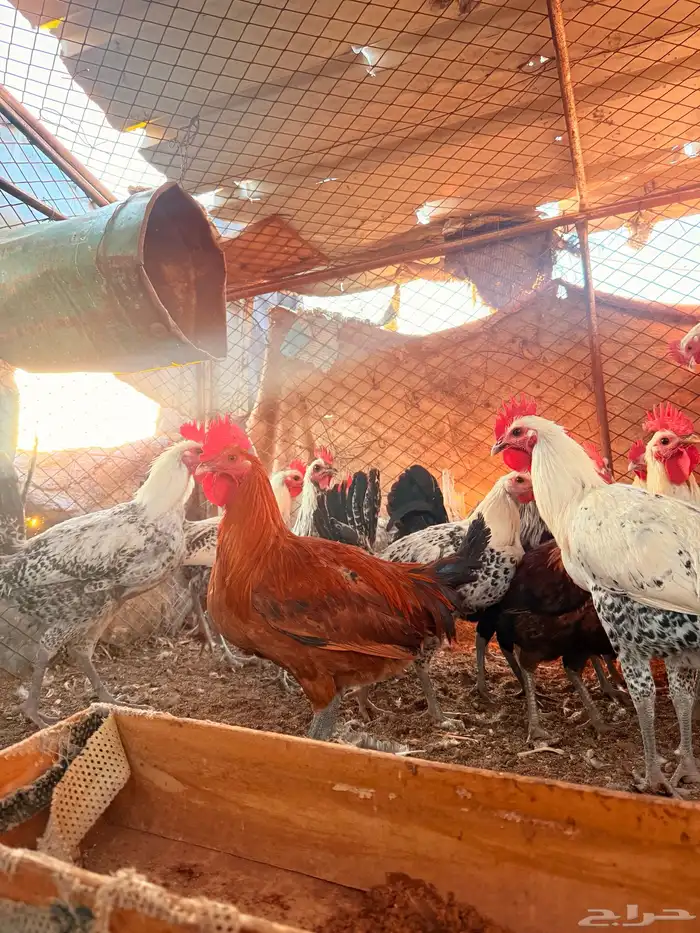 ديكه طيبه شحم 3