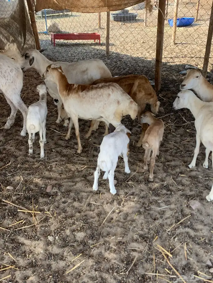 للبيع ضان رفيديات مواليد 2