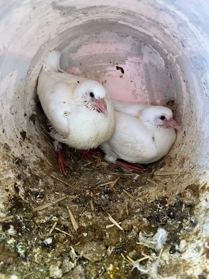 زغليل حمام فرنسي 3