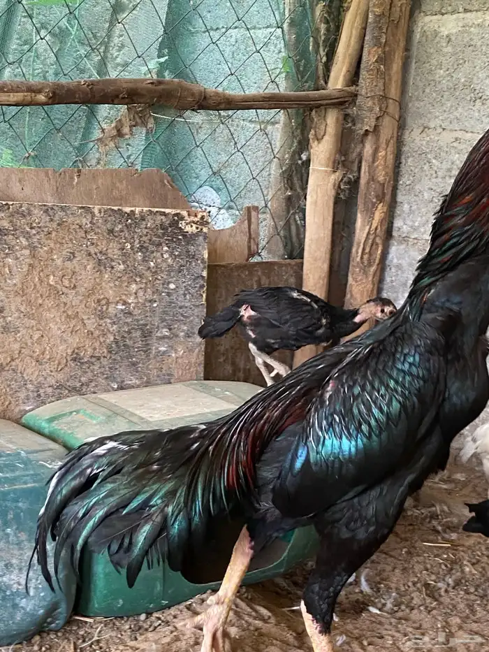 دجاج شامو الماني للبيع 3