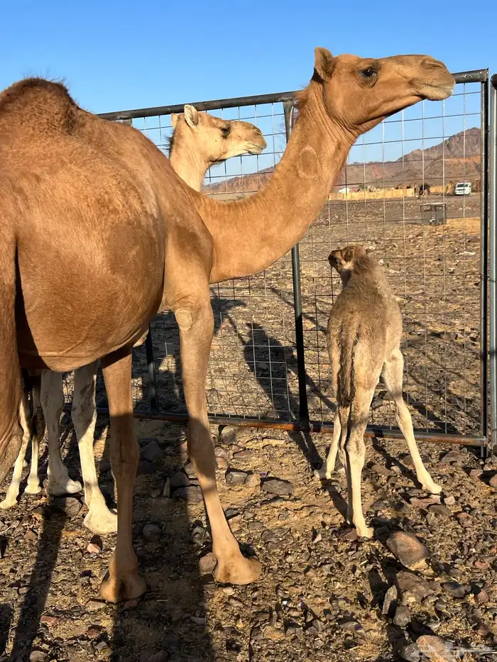 خلفه بكر تحتها بكره ب 12500 تم البيع 0