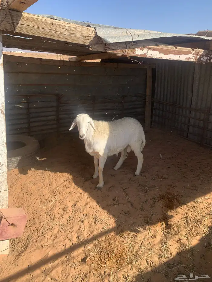 طلي حري طيب 3