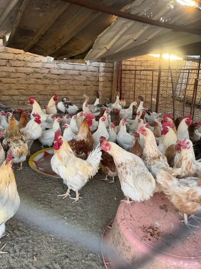 دجاج لوهمان 2