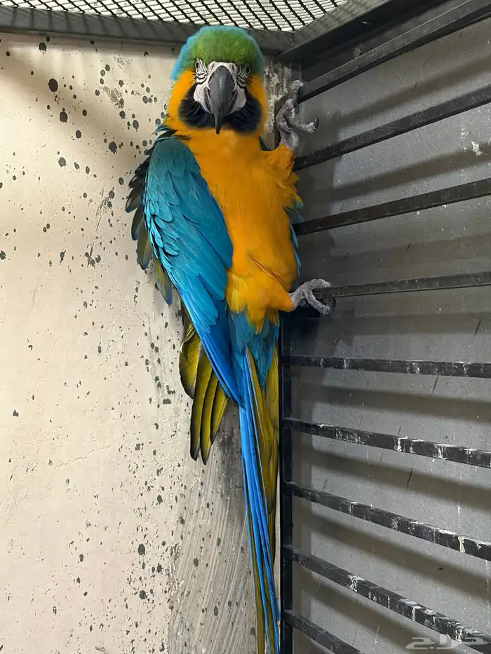 جوز مكاو حجم جامبو 6