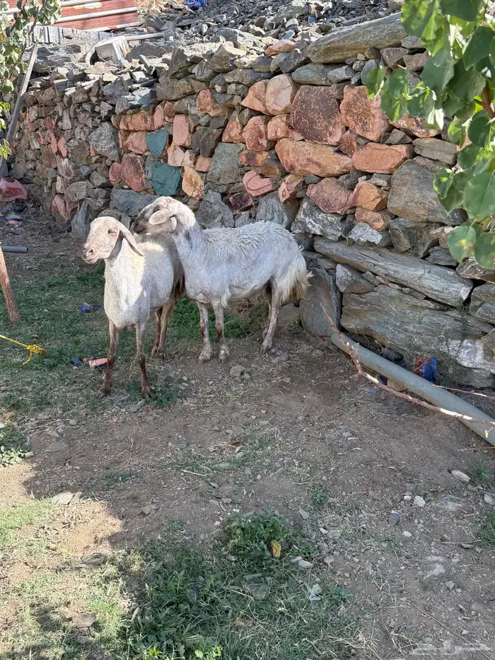 شاتين مهجنة ابوها سواكني ( ثنية ورباع ) 8