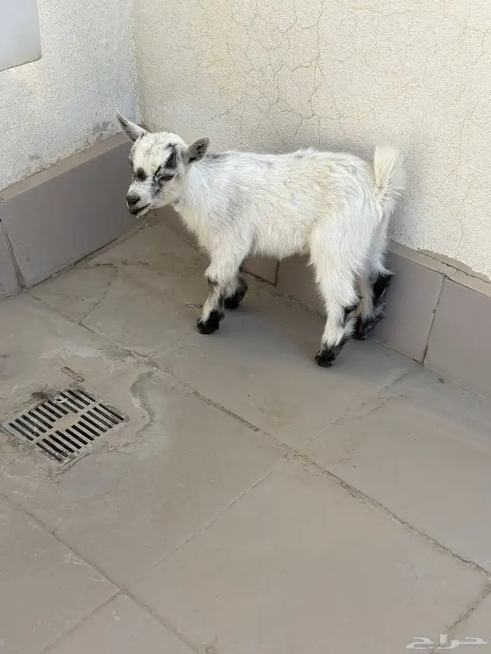 ماعز قزم لعووب جدا 1
