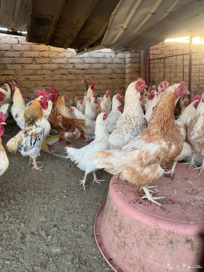 دجاج لوهمان 1