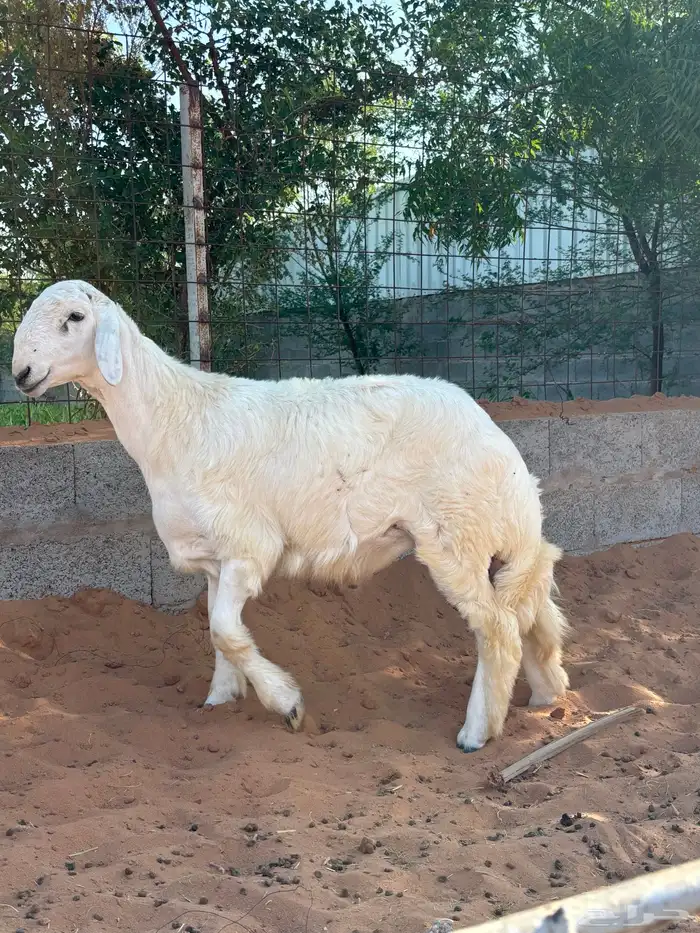 حري مشروع فحل معرف 3