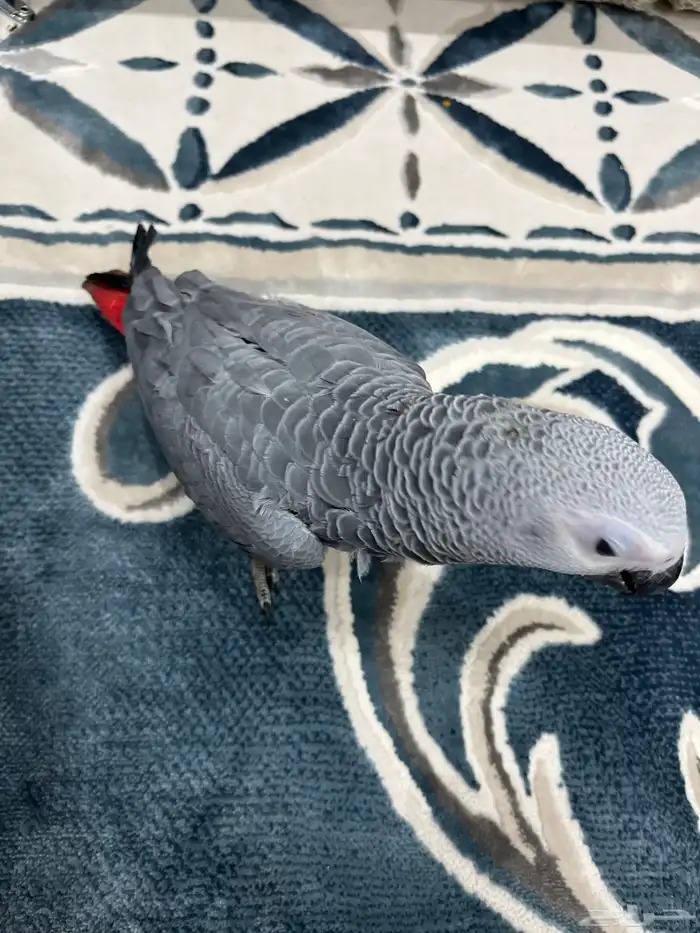 فرخ كاسكو إفريقي مميز جاهز للبيع 2