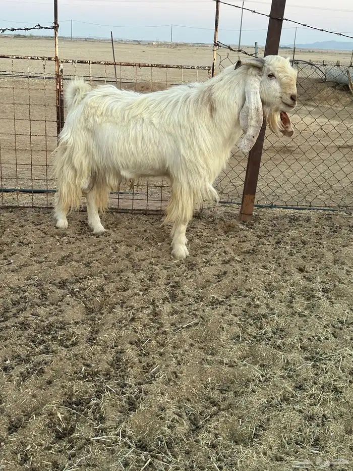 تيس فحل طيب 1