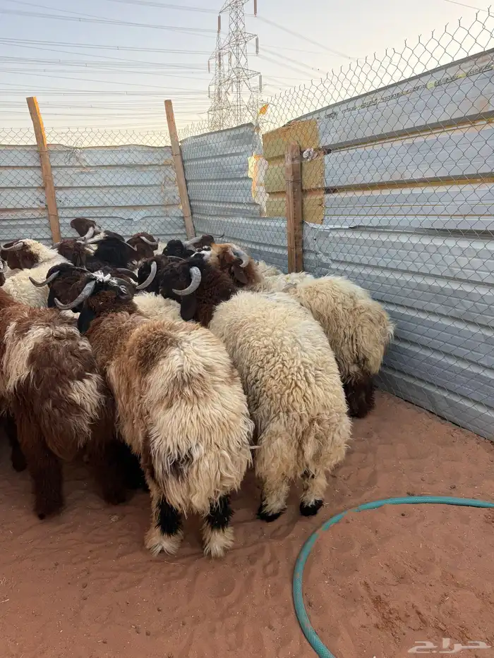 ذبايح نعيمي بلدي كناور جبر 5