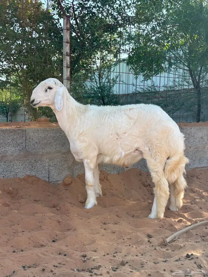 حري مشروع فحل معرف 1