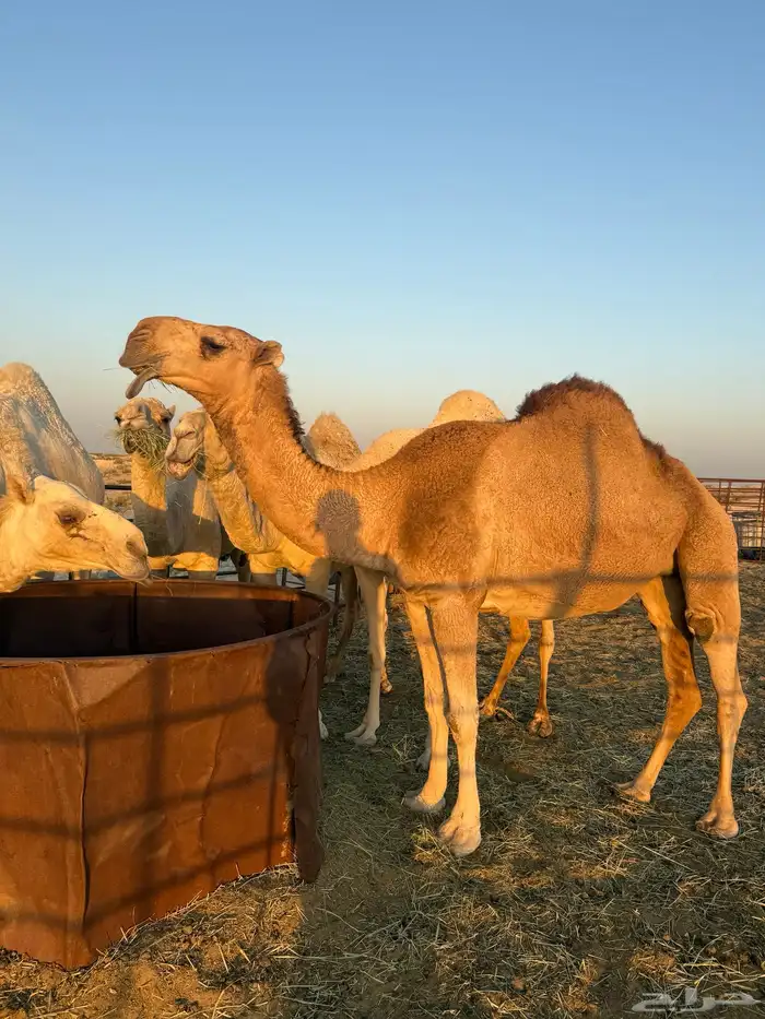 لقحه بكر حمراء 1