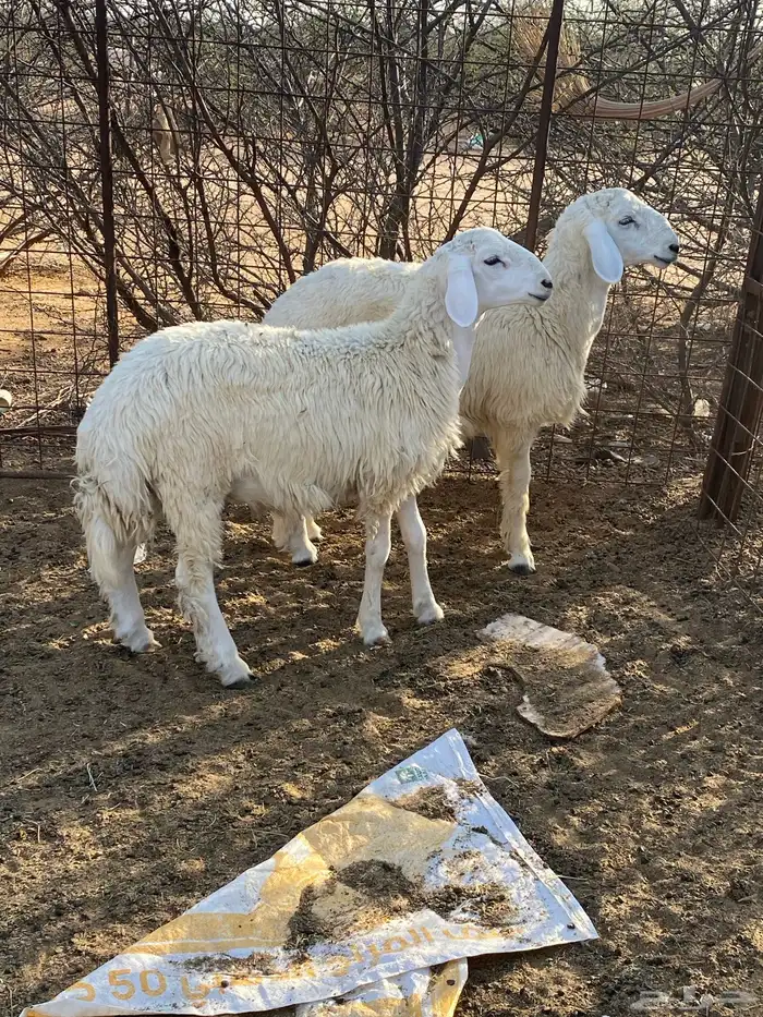 طليان حريه 0