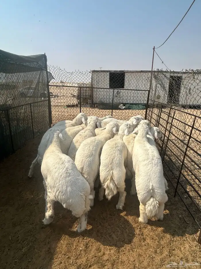 نعيم هرافي ونعيم جبر ووسط وحريات جبر ووسط وهرافي وتيوس عواض 22