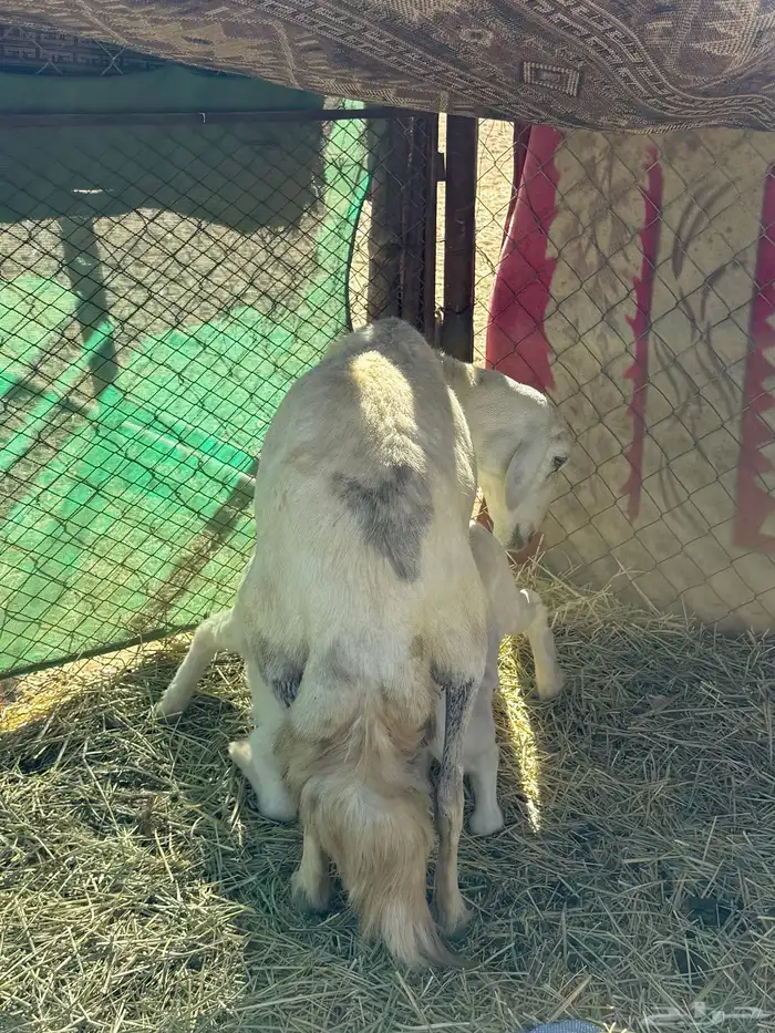 غنم صنف فاخر 11 عليها 13 ( تم البيع ) 2