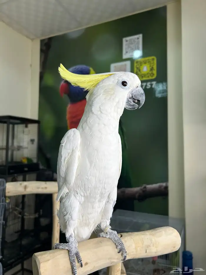 كوكاتو سلفر اليف ومتكلم تم البيع 0