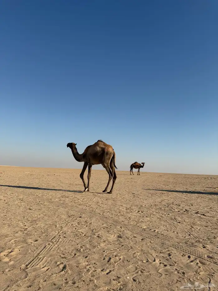 بعير منتج ولد عرنون السن سديس 3