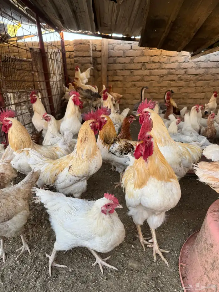 دجاج لوهمان 0