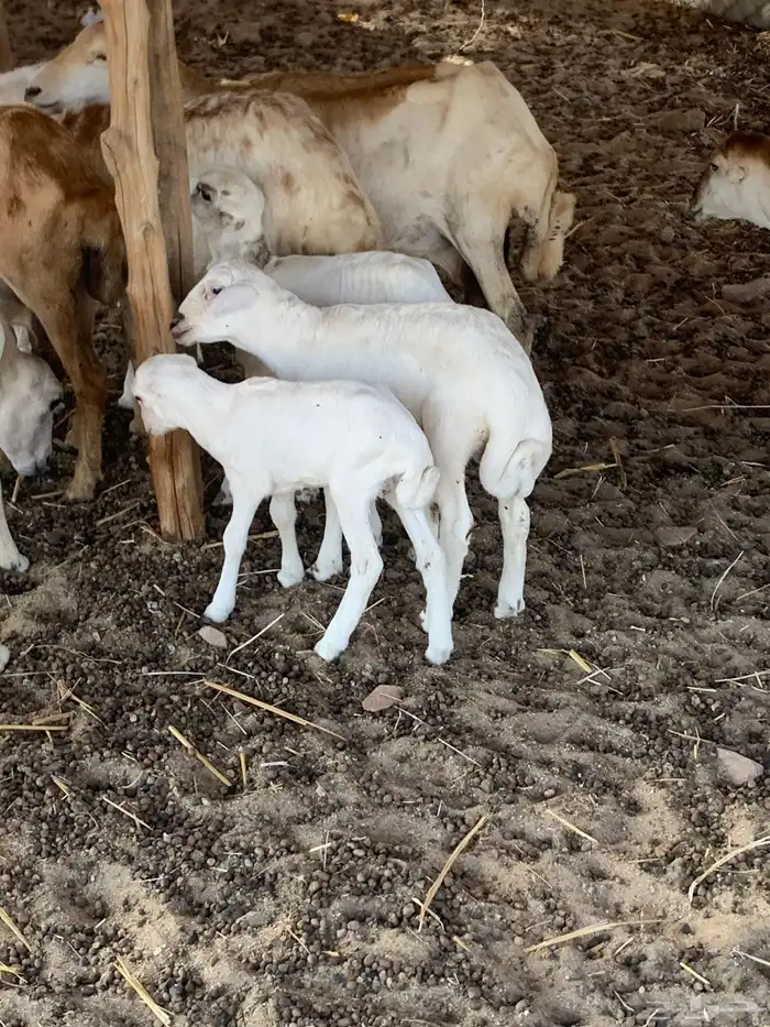 للبيع ضان رفيديات مواليد 6