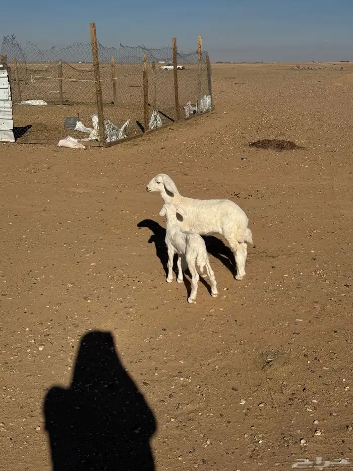 مطافيل حريات 2