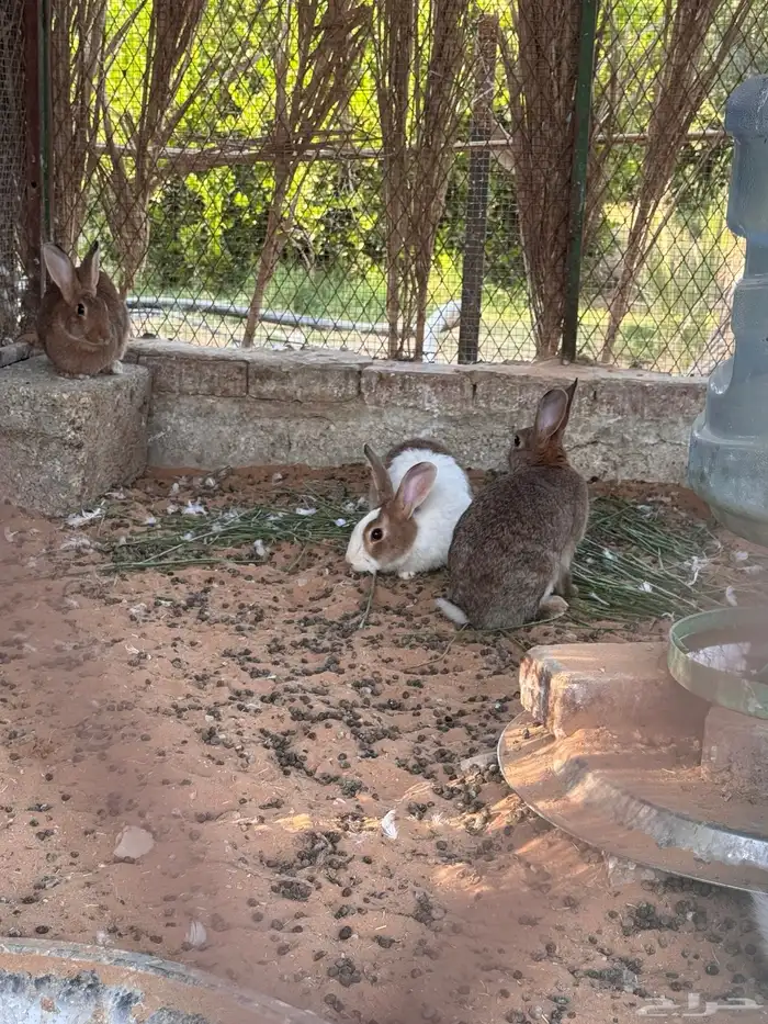 ارانب بلدية 0