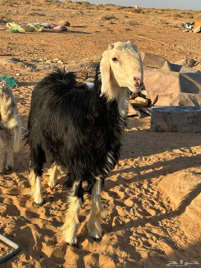 خروفين حري ونجدي 1