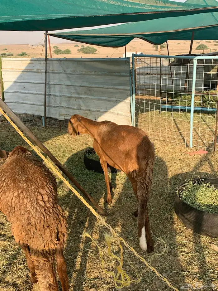 طليان سواكن ثنيان اوزان 3