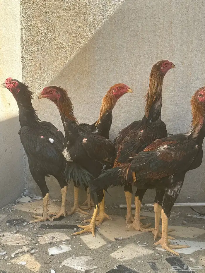 دجاج وديوك شامو مستويات (تفريد   طقوم   جمله) 1